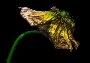 surrealistic fading golden green satin/silk poppy blossom macro fantasy