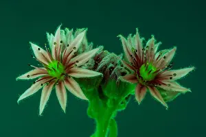 Surrealistic Prints: Surrealistic fine art still life color macro image of a single isolated sempervivum / echeveria