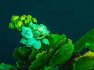 Surrealistic Prints: Surrealistic fine art still life color macro image of a single white green yellow kalanchoe with blossom on blue