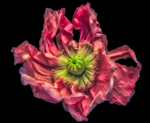 Artful Prints: Surrealistic fine art still life detailed color macro of a single isolated wide opened red satin/silk poppy blossom