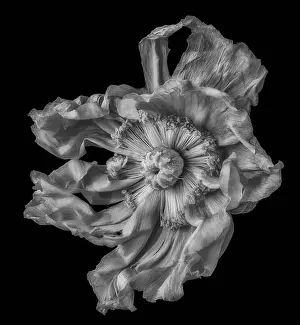 Artful Prints: Surrealistic fine art still life detailed monochrome macro of a single isolated wide opened satin/silk poppy blossom