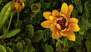 Surrealistic fine art still life flower color vintage image of an open golden yellow african cape daisy / marguerite