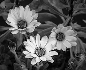 Aizoaceae Prints: Surrealistic fine art still life flower monochrome image of three yellow african cape daisy / marguerite blossoms with