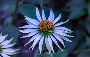 Surrealistic nature outdoor floral macro of a wide open white yellow coneflower/echinacea blossom on natural blurred