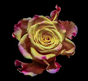 Surrealistic rose blossom macro fantasy portrait