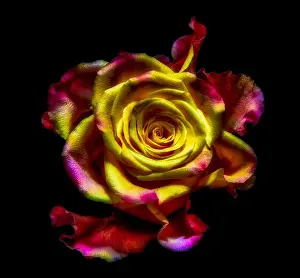 Fantastic Realism Prints: Surrealistic rose blossom macro fantasy portrait