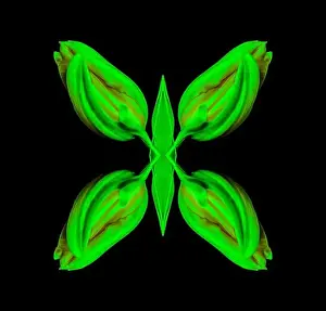 Surrealistic Prints: Surrealistic symmetrical geometrical neon colored pattern made with a macro of an isolated yellow green closed tulip