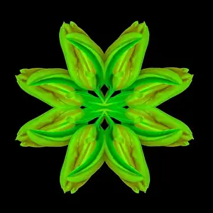 Surrealistic Prints: Surrealistic symmetrical geometrical neon colored pattern made with a macro of a yellow green tulip on black background