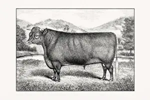Sussex Cattle. Antique cattle illustration of a bull from an 1887 livestock book
