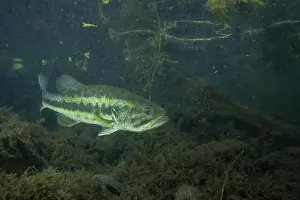 Sport Fishing Prints: Suwannee bass in a dark spring