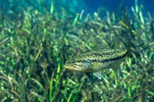 River Ecosystem Prints: Suwannee bass swimming over aquatic grasses