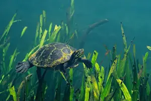 Cold Blooded Prints: Suwannee cooter swimming over aquatic plants in river