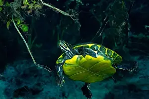 Cold Blooded Prints: Suwannee cooter swimming in dark water