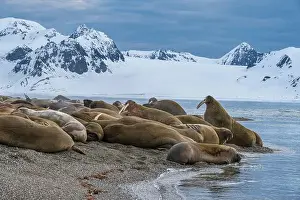Spitsbergen Prints: Svalbard, Norway. Colony of Atlantic walrus on beach