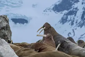 Spitsbergen Prints: Svalbard, Norway. Colony of Atlantic walrus showing their tusks