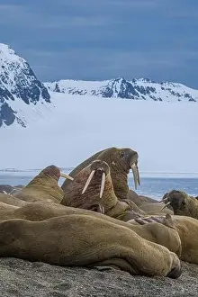 Spitsbergen Prints: Svalbard, Norway. Colony of Atlantic walrus sparring and showing their tusks
