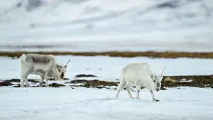 Rangifer Tarandus Platyrhynchus Prints: The Svalbard reindeer (Rangifer tarandus platyrhynchus) in early spring