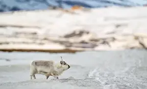 Rangifer Tarandus Platyrhynchus Prints: The Svalbard reindeer (Rangifer tarandus platyrhynchus) in early spring