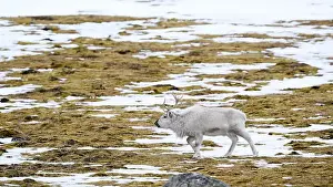 Rangifer Tarandus Platyrhynchus Prints: The Svalbard reindeer (Rangifer tarandus platyrhynchus) in early spring