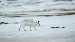 Rangifer Tarandus Platyrhynchus Prints: The Svalbard reindeer (Rangifer tarandus platyrhynchus) in early spring