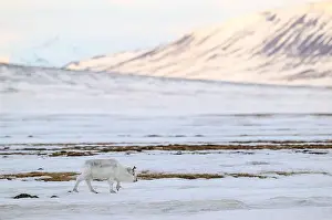 Rangifer Tarandus Platyrhynchus Prints: The Svalbard reindeer (Rangifer tarandus platyrhynchus) in early spring