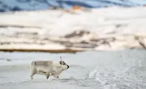 Rangifer Tarandus Platyrhynchus Prints: The Svalbard reindeer (Rangifer tarandus platyrhynchus) in early spring