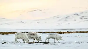 Rangifer Tarandus Platyrhynchus Prints: The Svalbard reindeer (Rangifer tarandus platyrhynchus) in early spring