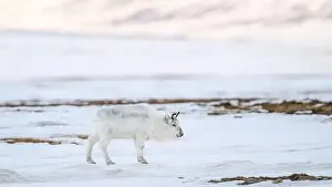 Rangifer Tarandus Platyrhynchus Prints: The Svalbard reindeer (Rangifer tarandus platyrhynchus) in early spring
