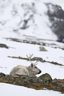 Rangifer Tarandus Platyrhynchus Prints: The Svalbard reindeer (Rangifer tarandus platyrhynchus) in early spring