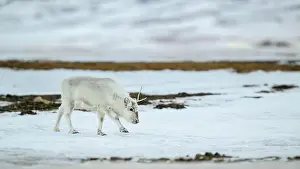 Rangifer Tarandus Platyrhynchus Prints: The Svalbard reindeer (Rangifer tarandus platyrhynchus) in early spring