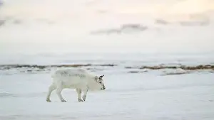Rangifer Tarandus Platyrhynchus Prints: The Svalbard reindeer (Rangifer tarandus platyrhynchus) in early spring