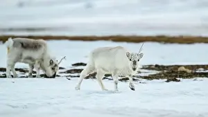 Rangifer Tarandus Platyrhynchus Prints: The Svalbard reindeer (Rangifer tarandus platyrhynchus) in early spring