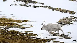 Rangifer Tarandus Platyrhynchus Prints: The Svalbard reindeer (Rangifer tarandus platyrhynchus) in early spring