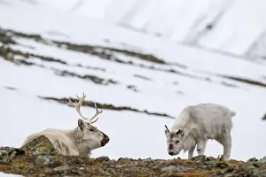 Rangifer Tarandus Platyrhynchus Prints: The Svalbard reindeer (Rangifer tarandus platyrhynchus) in early spring