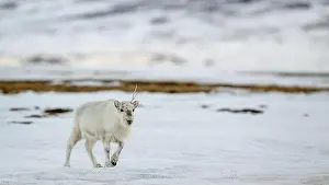 Rangifer Tarandus Platyrhynchus Prints: The Svalbard reindeer (Rangifer tarandus platyrhynchus) in early spring