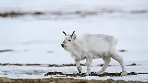 Rangifer Tarandus Platyrhynchus Prints: The Svalbard reindeer (Rangifer tarandus platyrhynchus) in early spring