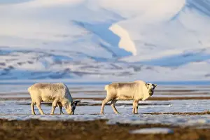 Rangifer Tarandus Platyrhynchus Prints: The Svalbard reindeer (Rangifer tarandus platyrhynchus) in early spring