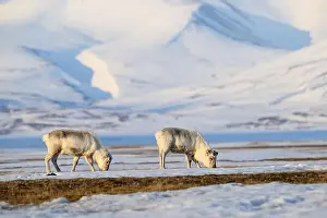 Rangifer Tarandus Platyrhynchus Prints: The Svalbard reindeer (Rangifer tarandus platyrhynchus) in early spring