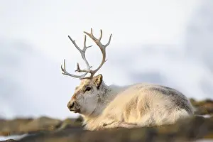 Svalbard Prints: The Svalbard reindeer (Rangifer tarandus platyrhynchus) in early spring