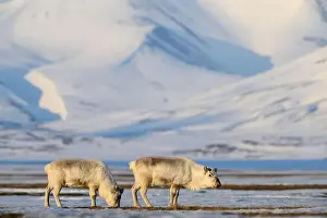 Reindeer Prints: The Svalbard reindeer (Rangifer tarandus platyrhynchus) in early spring