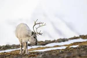 Reindeer Prints: The Svalbard reindeer (Rangifer tarandus platyrhynchus) in early spring