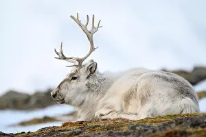 Reindeer Prints: The Svalbard reindeer (Rangifer tarandus platyrhynchus) in early spring