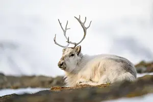 Reindeer Prints: The Svalbard reindeer (Rangifer tarandus platyrhynchus) in early spring