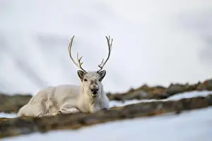 Reindeer Prints: The Svalbard reindeer (Rangifer tarandus platyrhynchus) in early spring