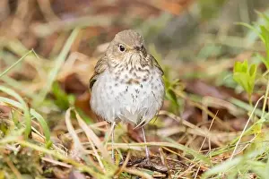 Boreal Prints: A Swainson's Thrush in Northern Saskatchewan