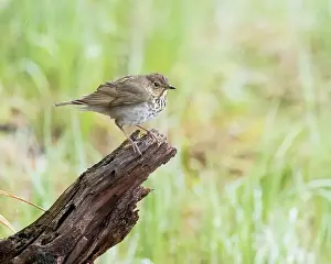 Boreal Prints: A Swainson's Thrush in Northern Saskatchewan