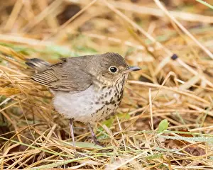 Boreal Prints: A Swainson's Thrush in Northern Saskatchewan