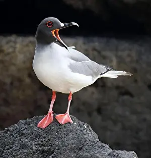 Perch Prints: Swallow-tailed Gull (Creagrus furcatus) on the Galapagos islands