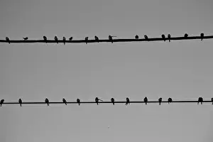 Black And White Photography Prints: Swallows on electric wires in two rows, black and white photography