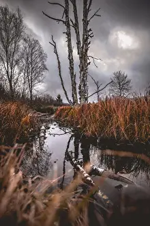 Wasteland Prints: Swamp Area in Belgium at the German Border in the Area Hohes Venn